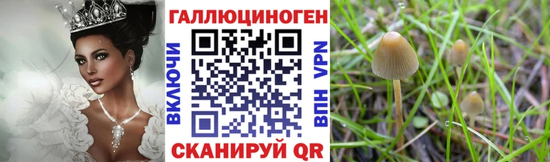 дарнет шоп  Бокситогорск  Псилоцибиновые грибы Psilocybe 